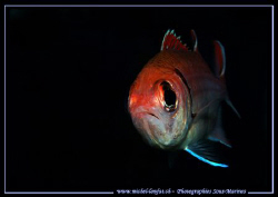 Face to face with this beautiful Blackbar Soldierfish tak... by Michel Lonfat 